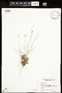 Carex gynocrates image