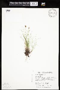 Carex gynocrates image