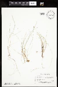 Carex gynocrates image
