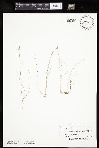 Carex gynocrates image
