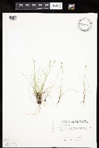 Carex gynocrates image