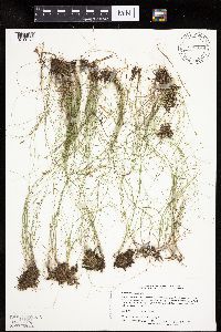 Carex gynocrates image