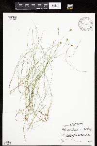 Carex gynocrates image