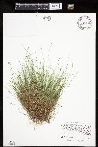 Carex gynocrates image
