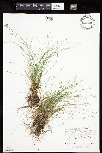 Carex gynocrates image