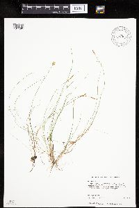 Carex gynocrates image