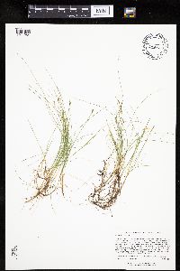 Carex gynocrates image