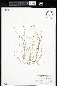 Carex gynocrates image