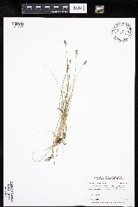 Carex gynocrates image