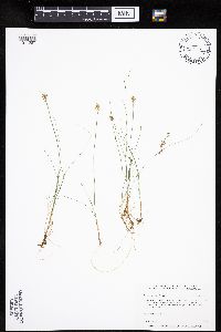 Carex gynocrates image