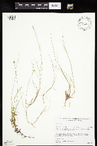 Carex gynocrates image