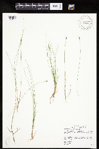 Carex gynocrates image