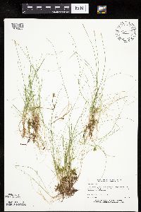 Carex gynocrates image