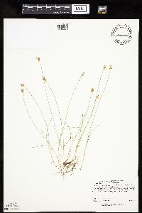 Carex gynocrates image