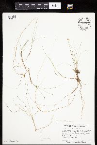 Carex gynocrates image