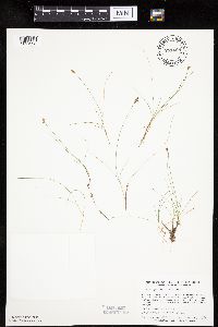 Carex gynocrates image