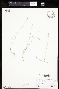 Carex gynocrates image