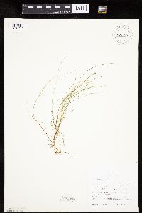 Carex gynocrates image
