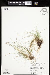 Carex gynocrates image