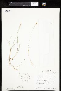 Carex gynocrates image