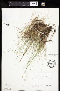 Carex gynocrates image