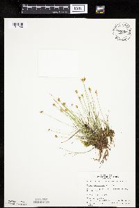 Carex gynocrates image