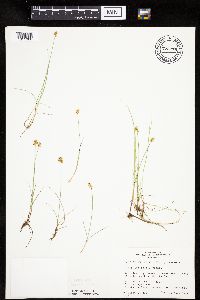 Carex gynocrates image