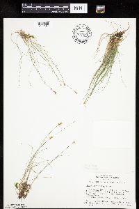 Carex gynocrates image