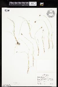 Carex gynocrates image