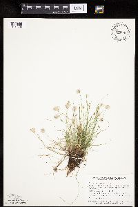 Carex gynocrates image