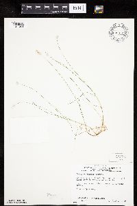 Carex gynocrates image