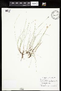 Carex gynocrates image