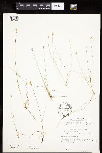 Carex gynocrates image