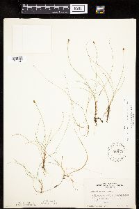 Carex gynocrates image