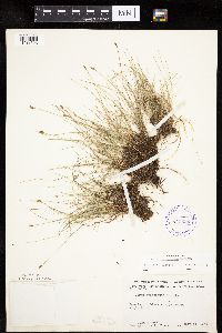Carex gynocrates image