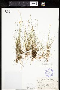 Carex gynocrates image