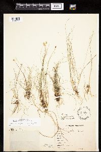 Carex gynocrates image