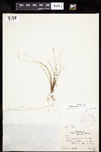 Carex gynocrates image