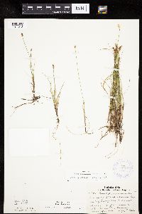 Carex gynocrates image
