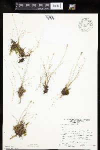 Carex gynocrates image