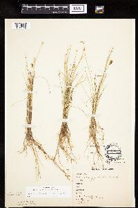 Carex gynocrates image