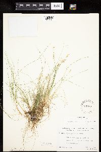 Carex gynocrates image