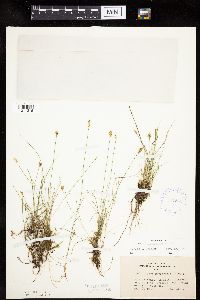 Carex gynocrates image