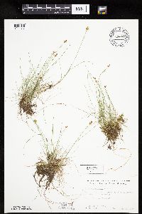 Carex gynocrates image