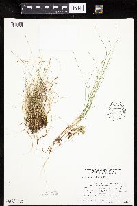 Carex gynocrates image