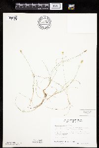 Carex gynocrates image