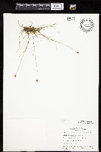 Carex gynocrates image