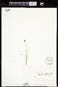 Carex gynocrates image