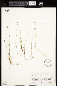 Carex gynocrates image