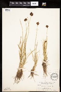 Carex haydeniana image